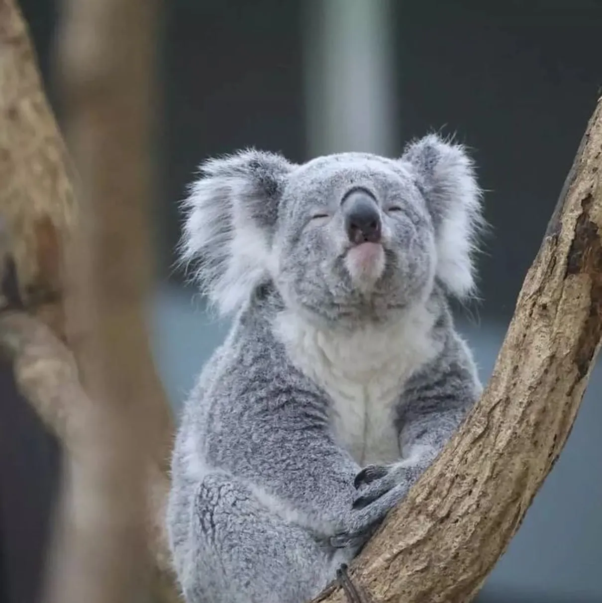 Lone Pine Koala Sanctuary