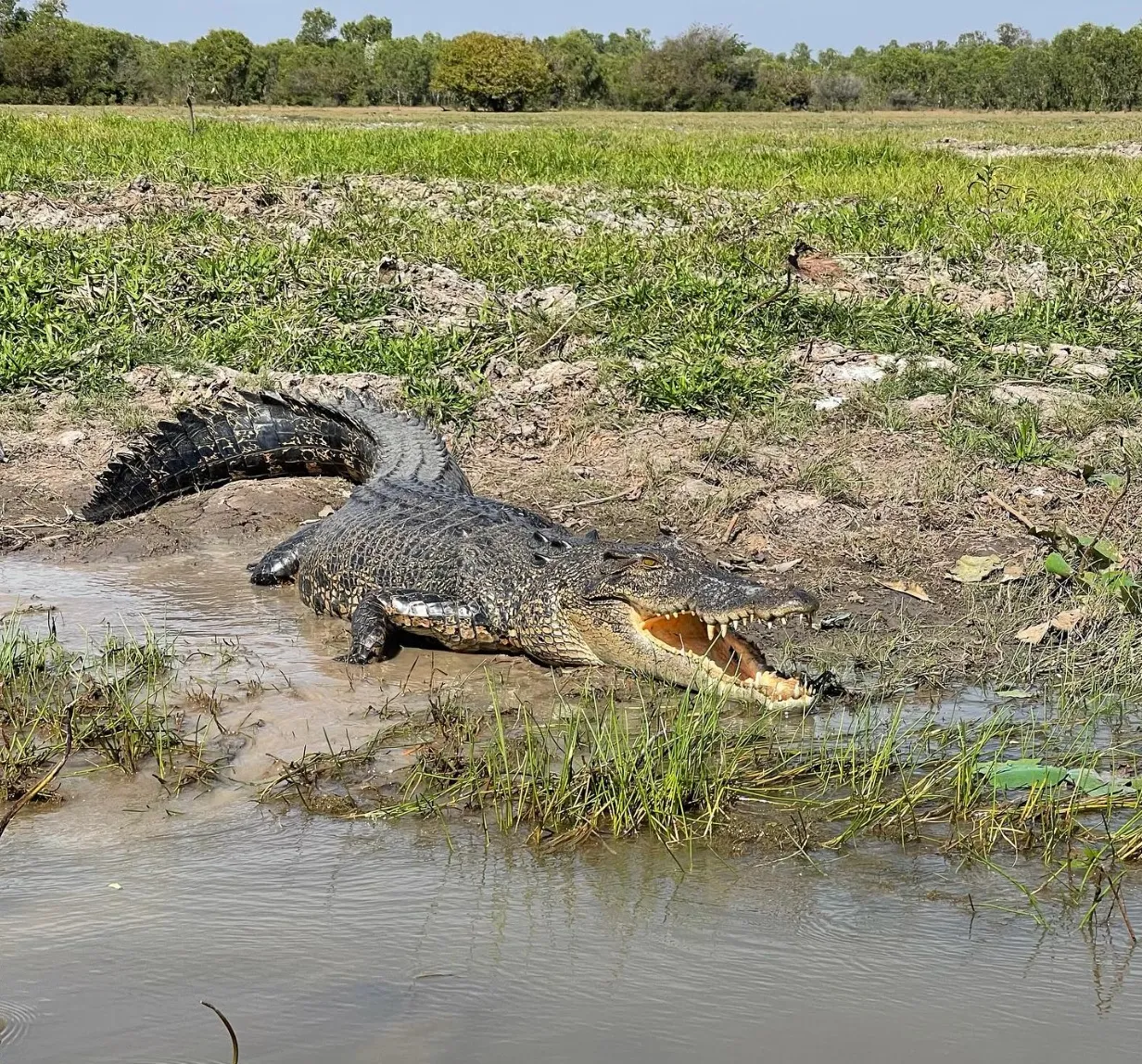 saltwater crocodiles