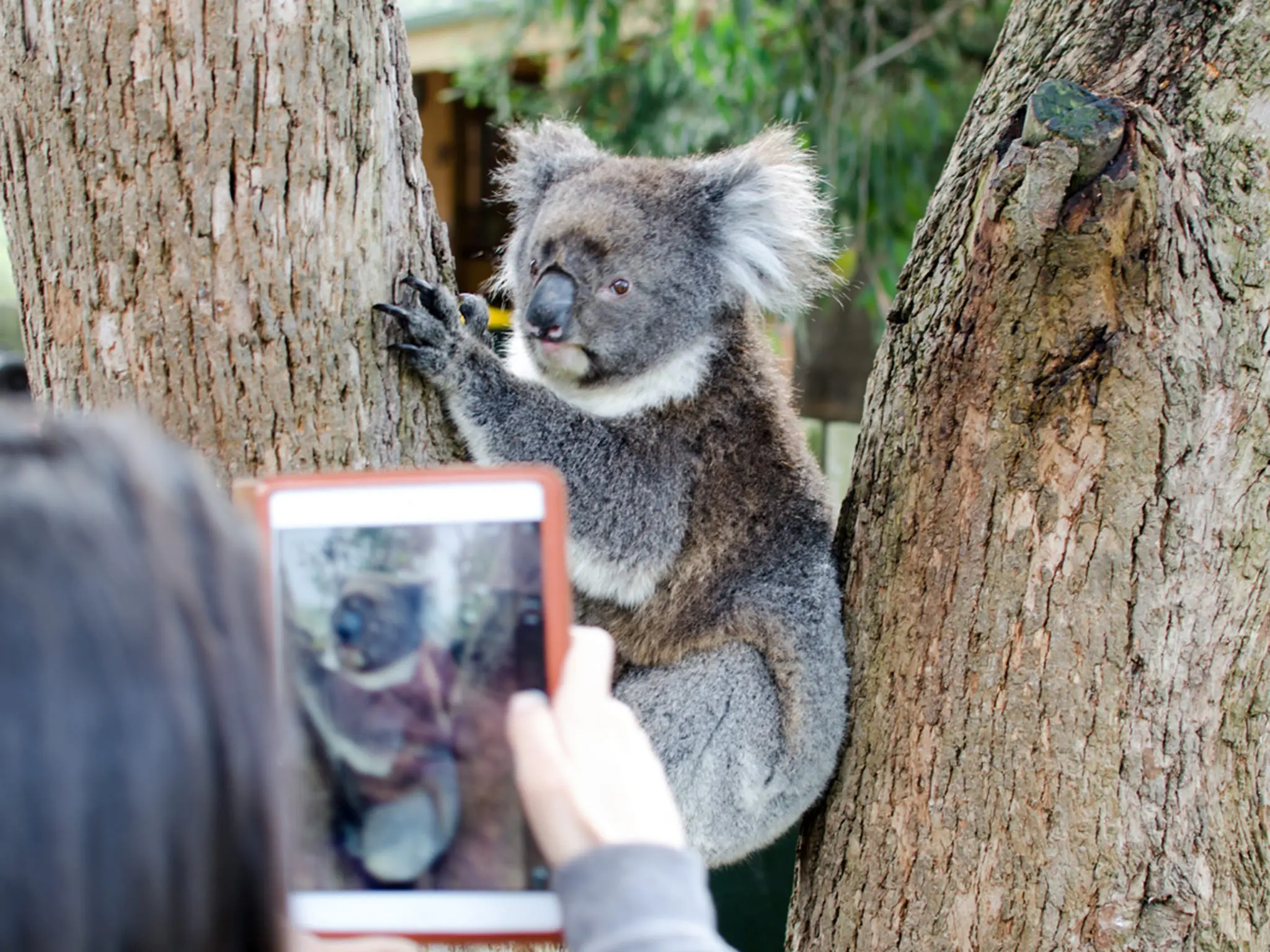 Autopia - Koala Encounter