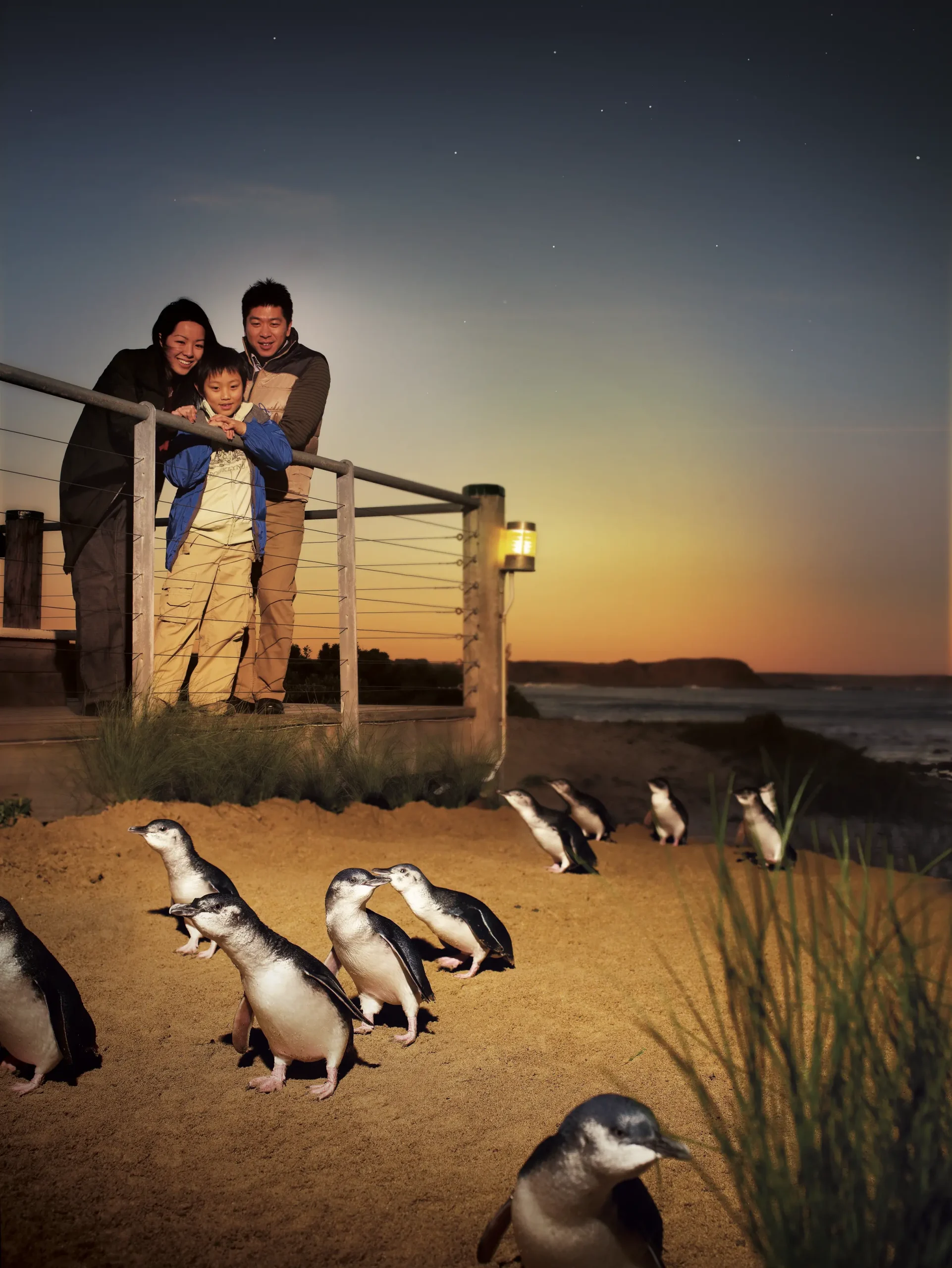 Melbourne penguin tour