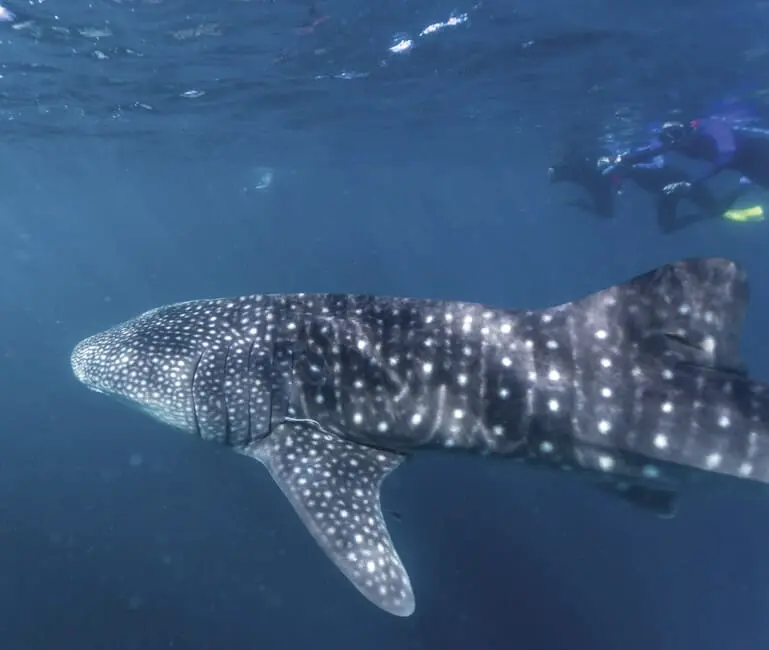 exmouth whale shark tours