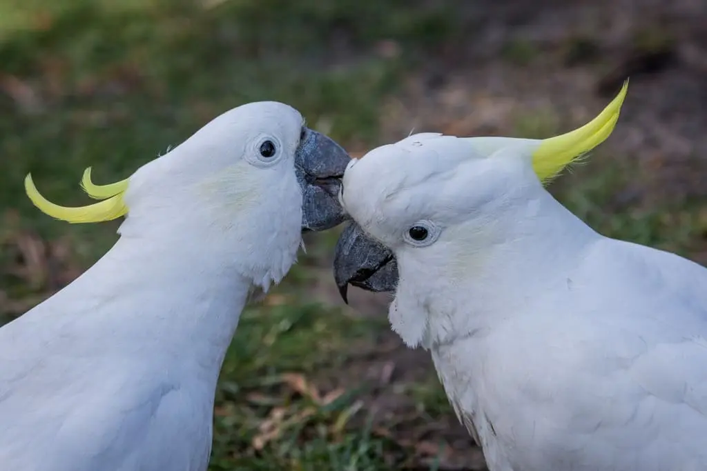 grampians tour from melbourne