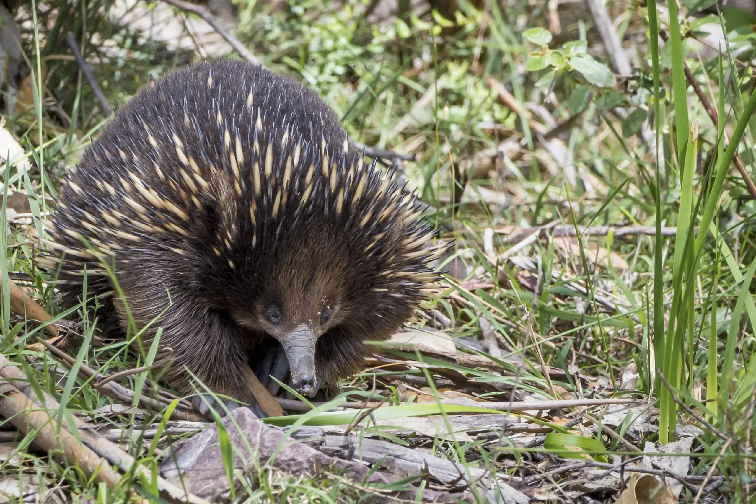 great ocean road melbourne