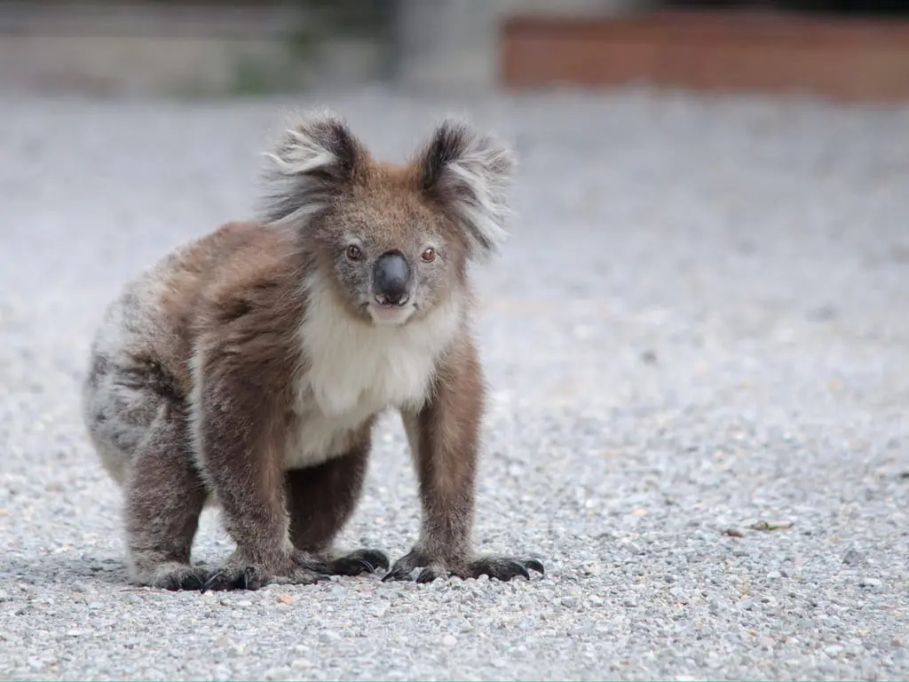 great ocean road tour package