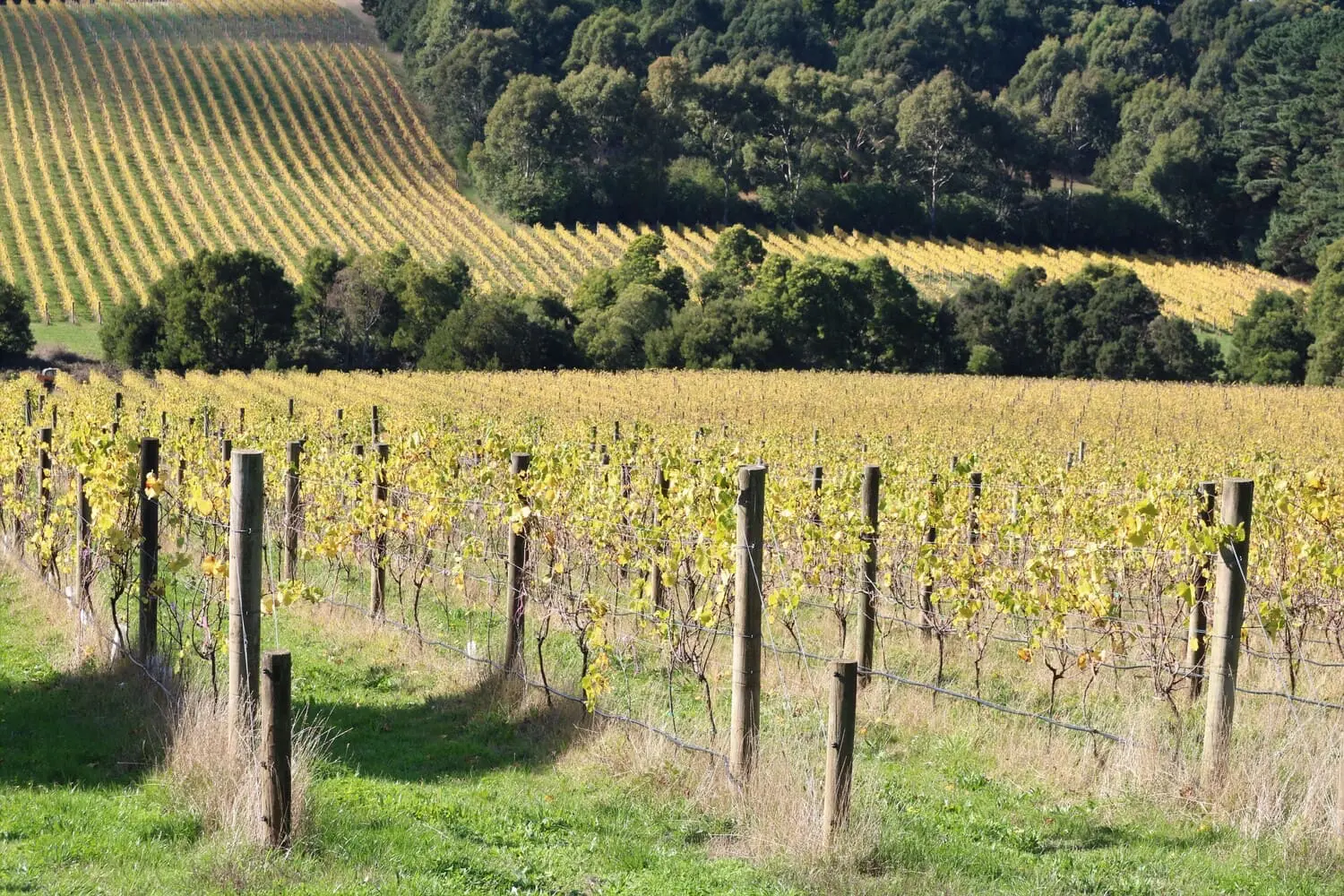 mornington peninsula wineries tours
