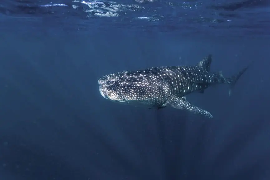 ningaloo reef whale shark tours