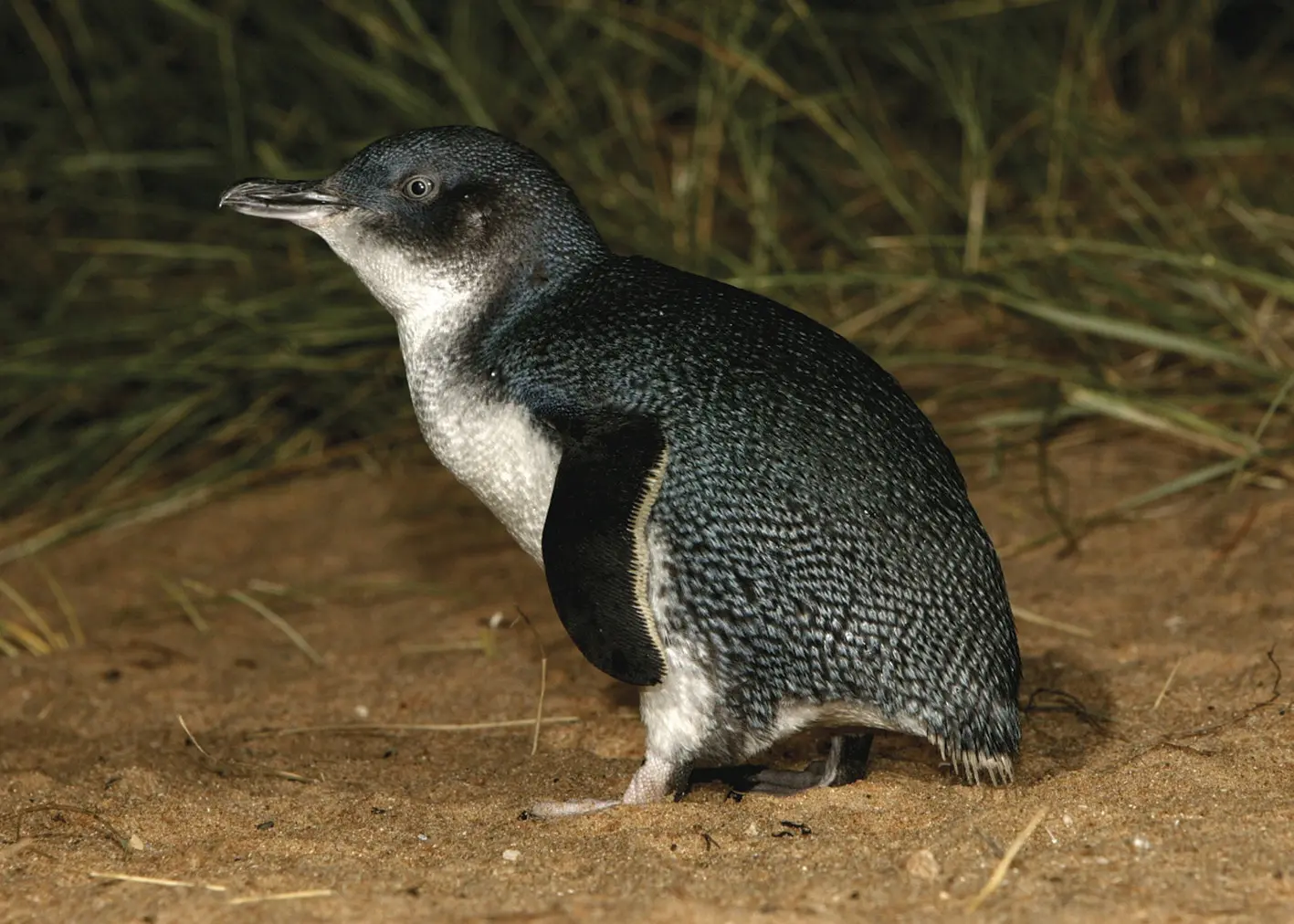 penguin parade tour