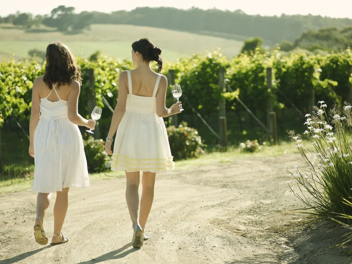 peninsula wine tours
