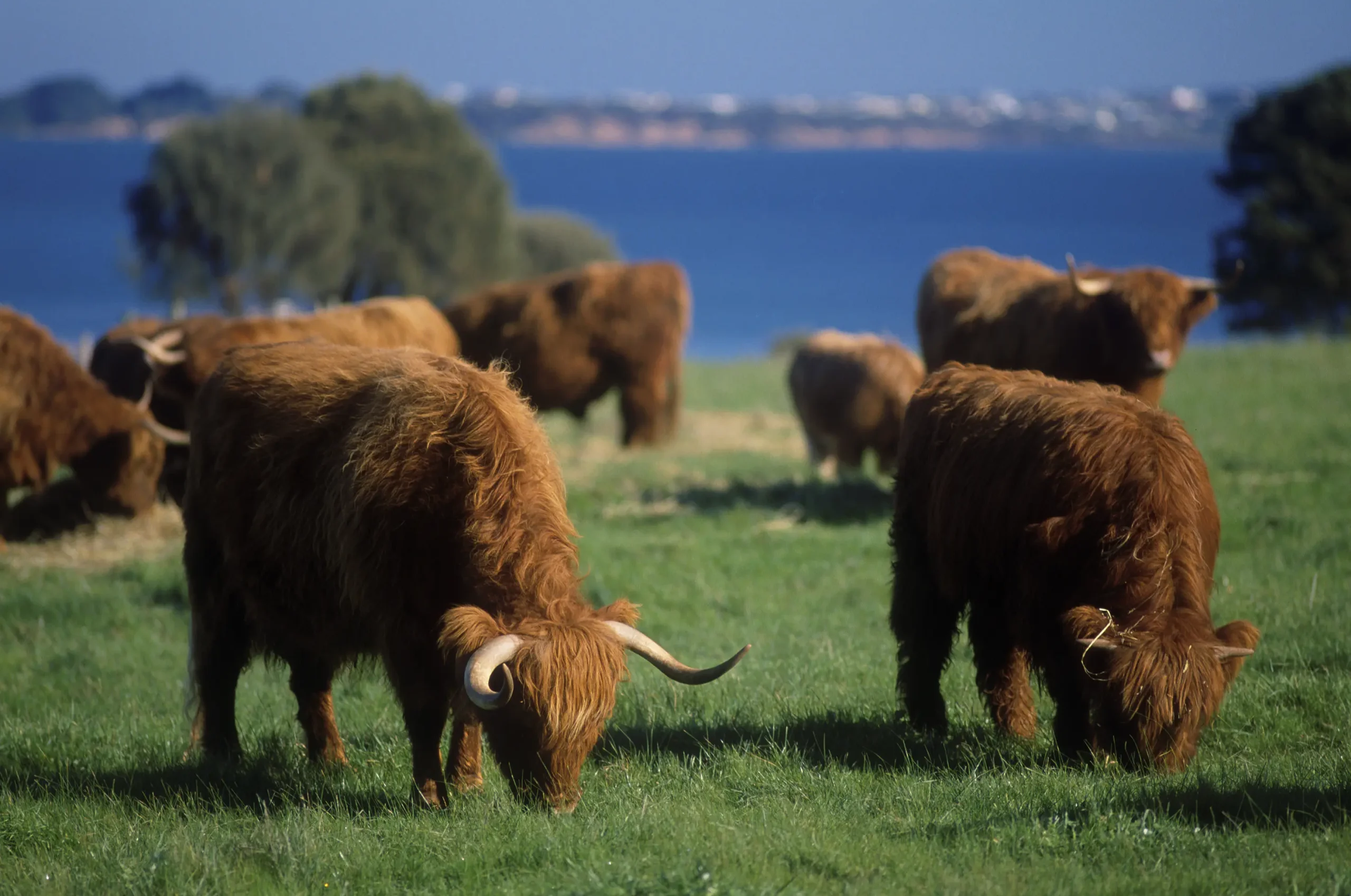 phillip island melbourne