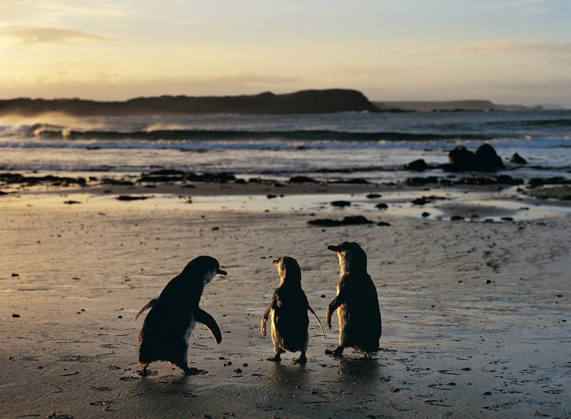 phillip island penguin tour