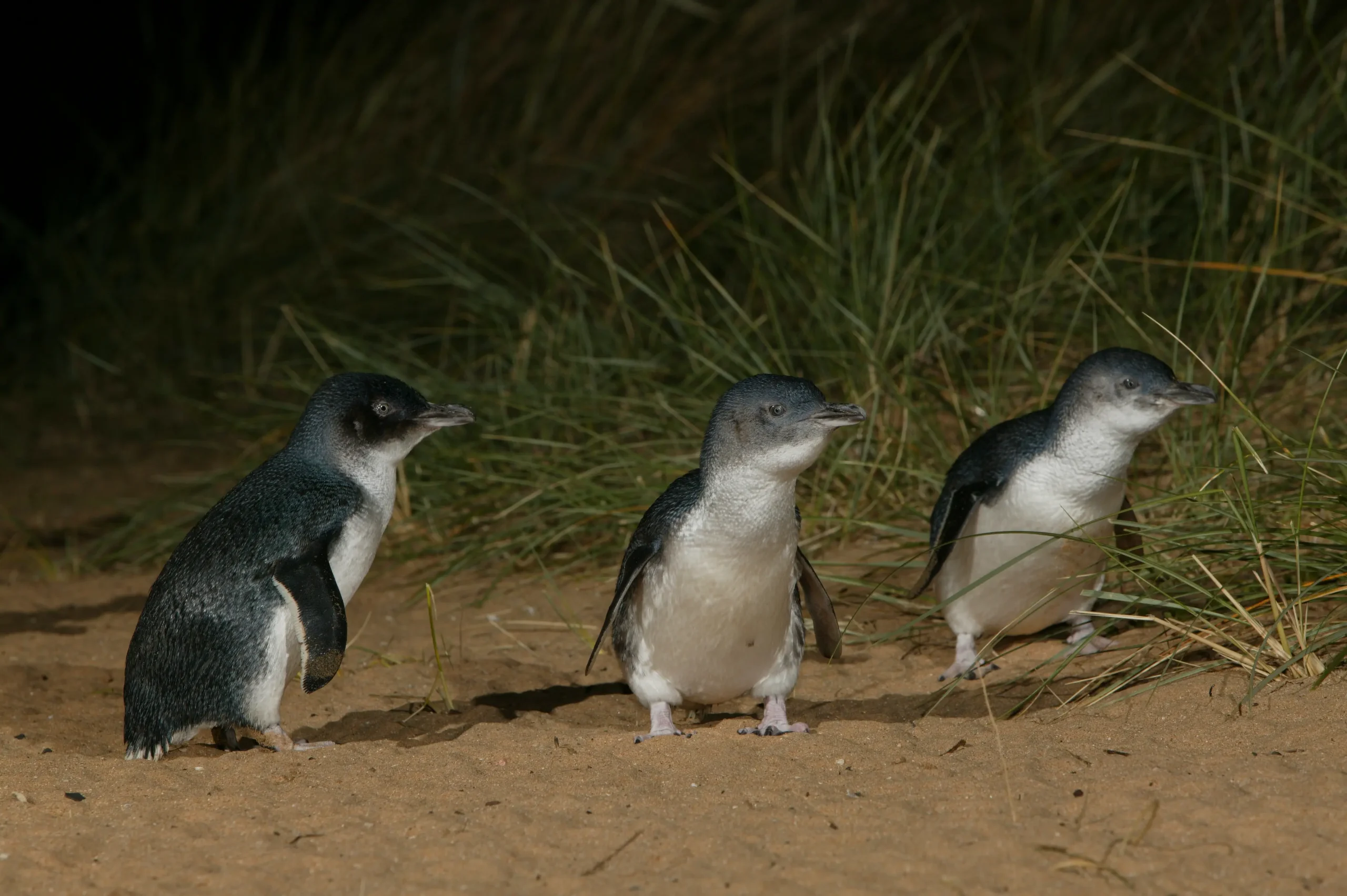 phillip island penguin tours from melbourne