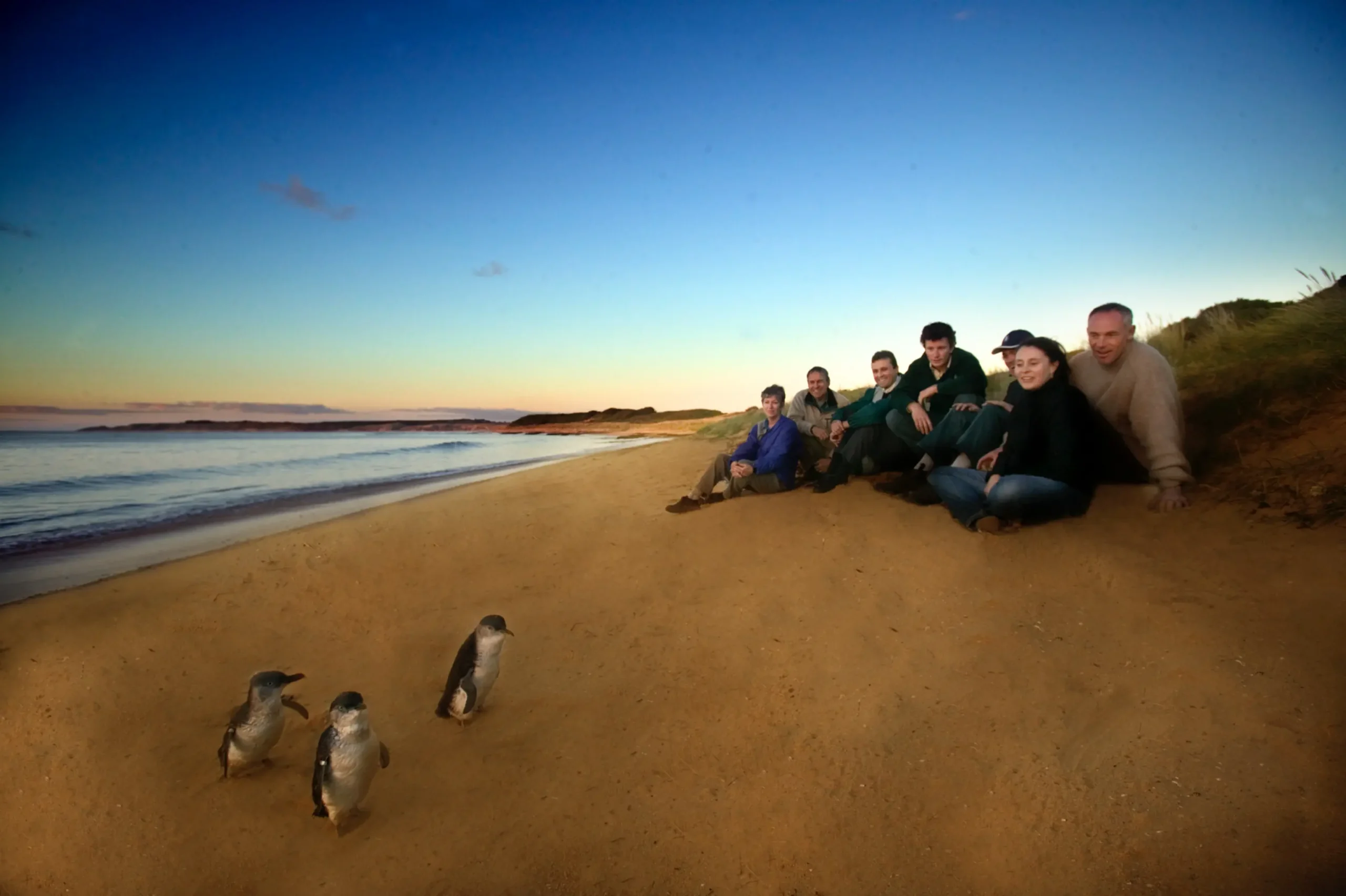 phillip island penguins tours from melbourne
