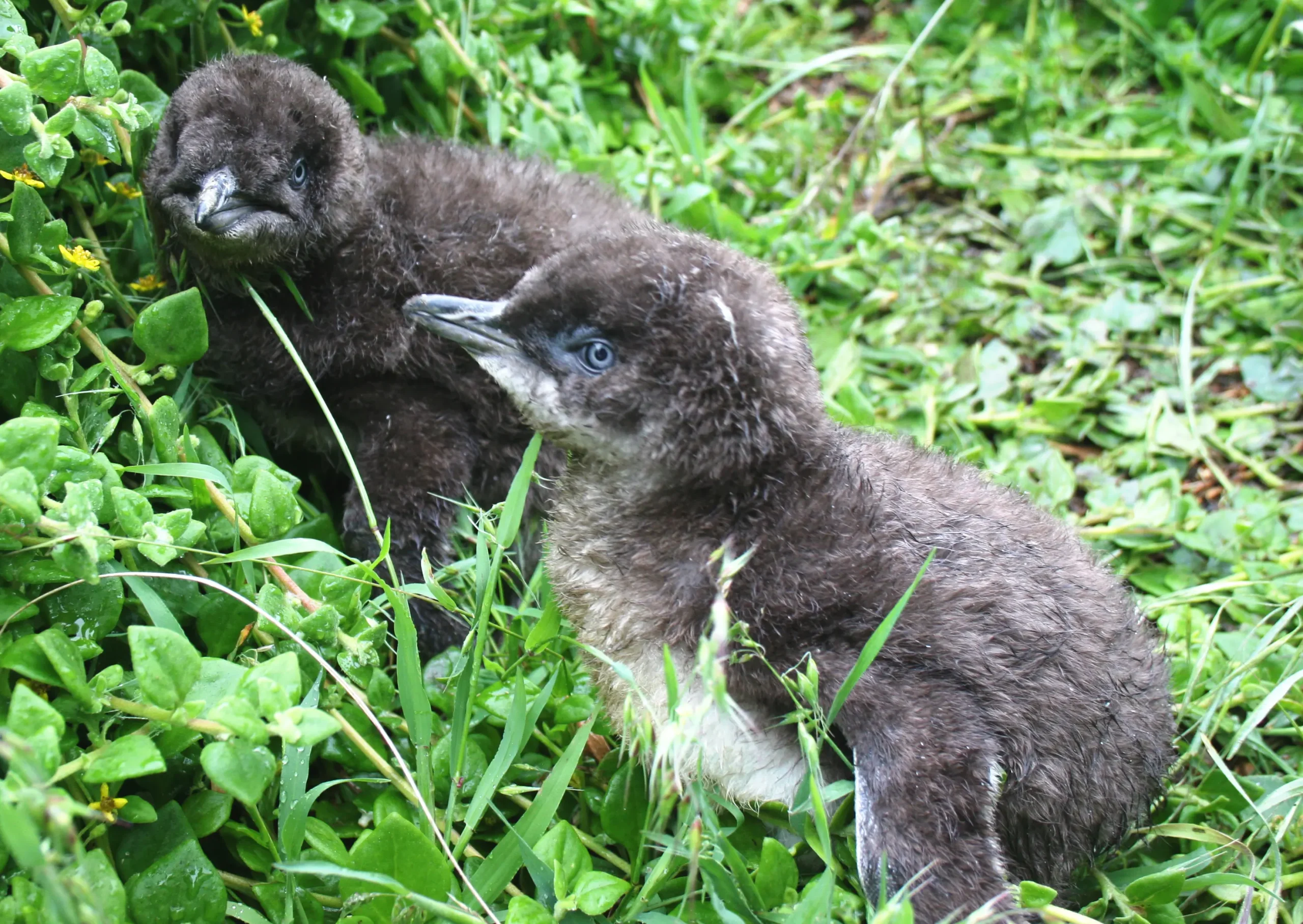 phillip island tour package