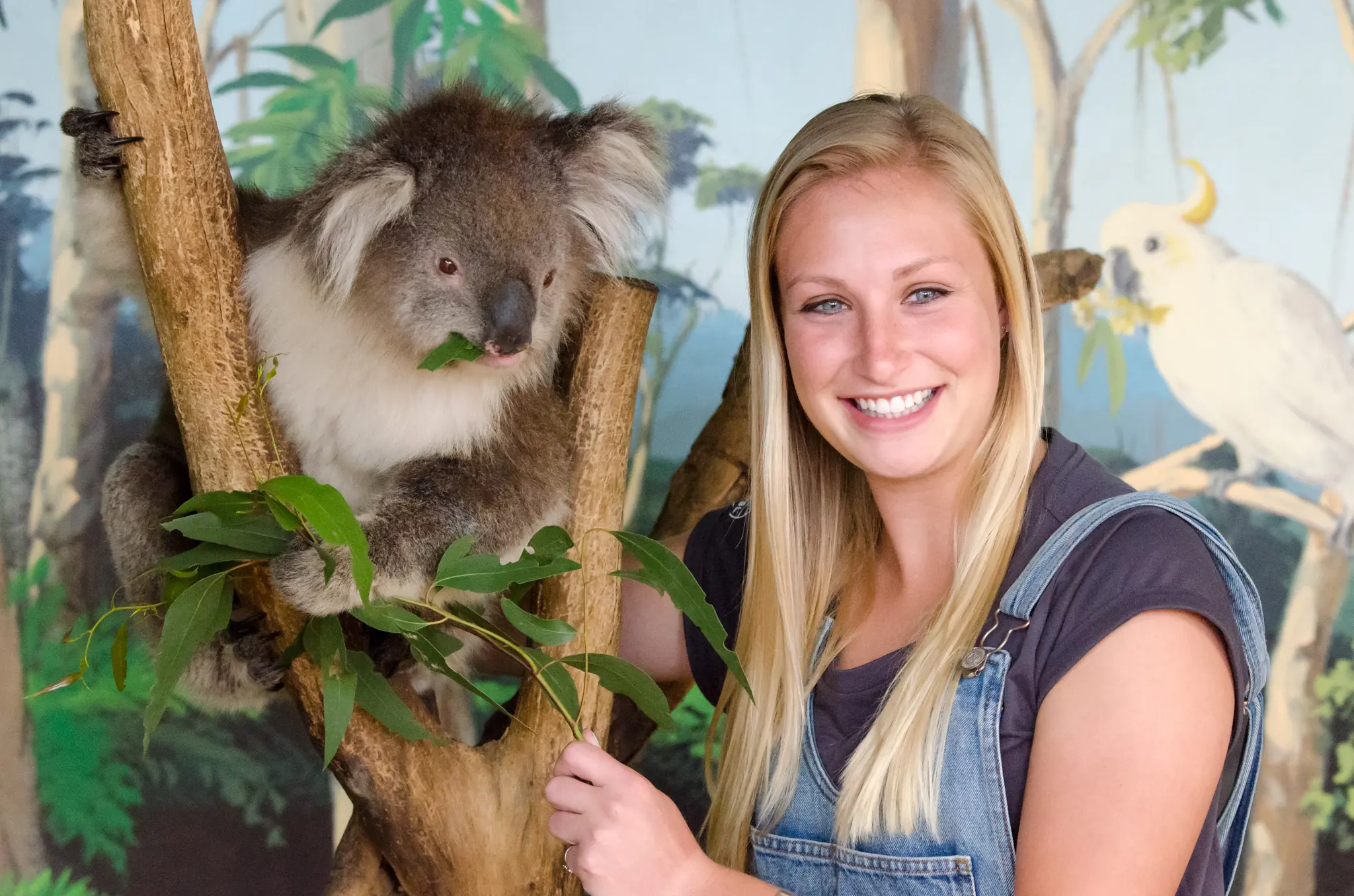 phillips island penguin tour