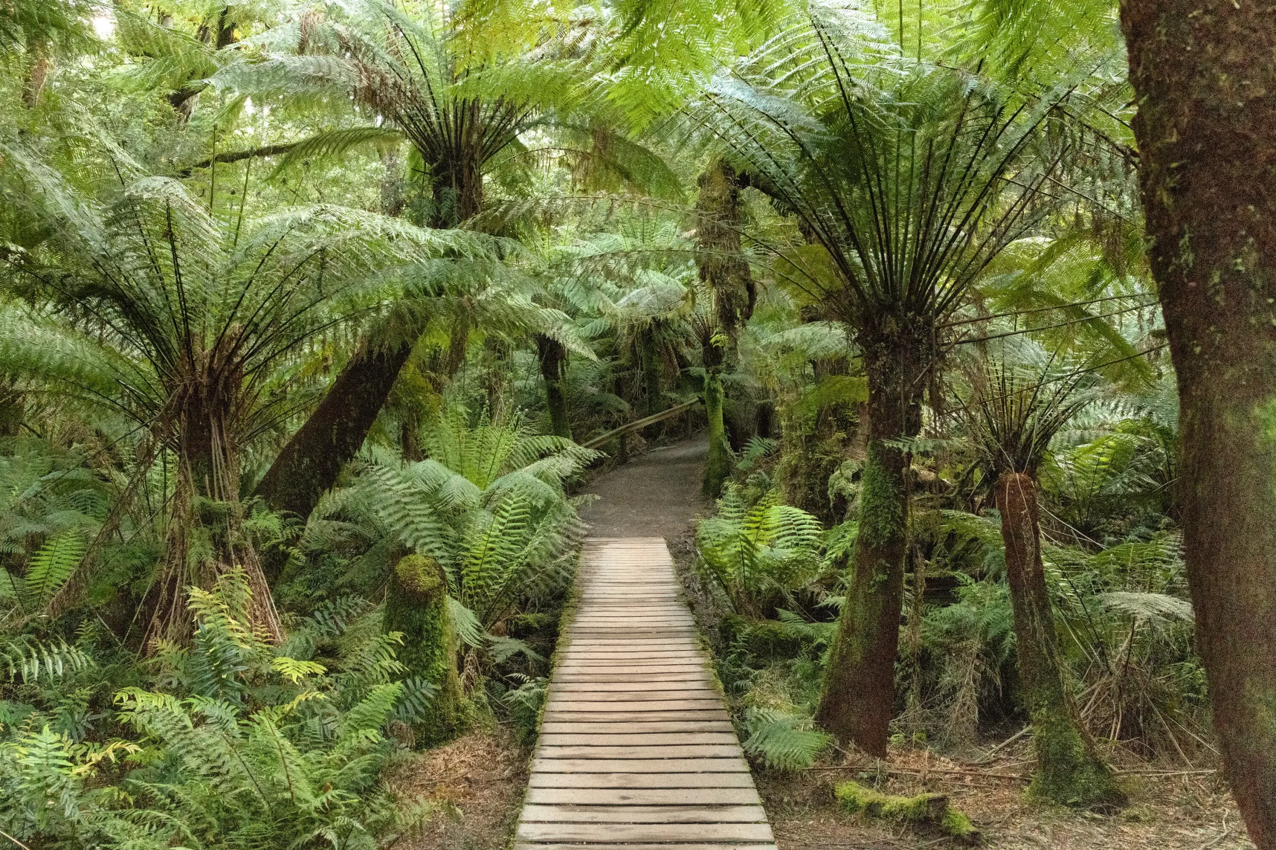 touring the great ocean road
