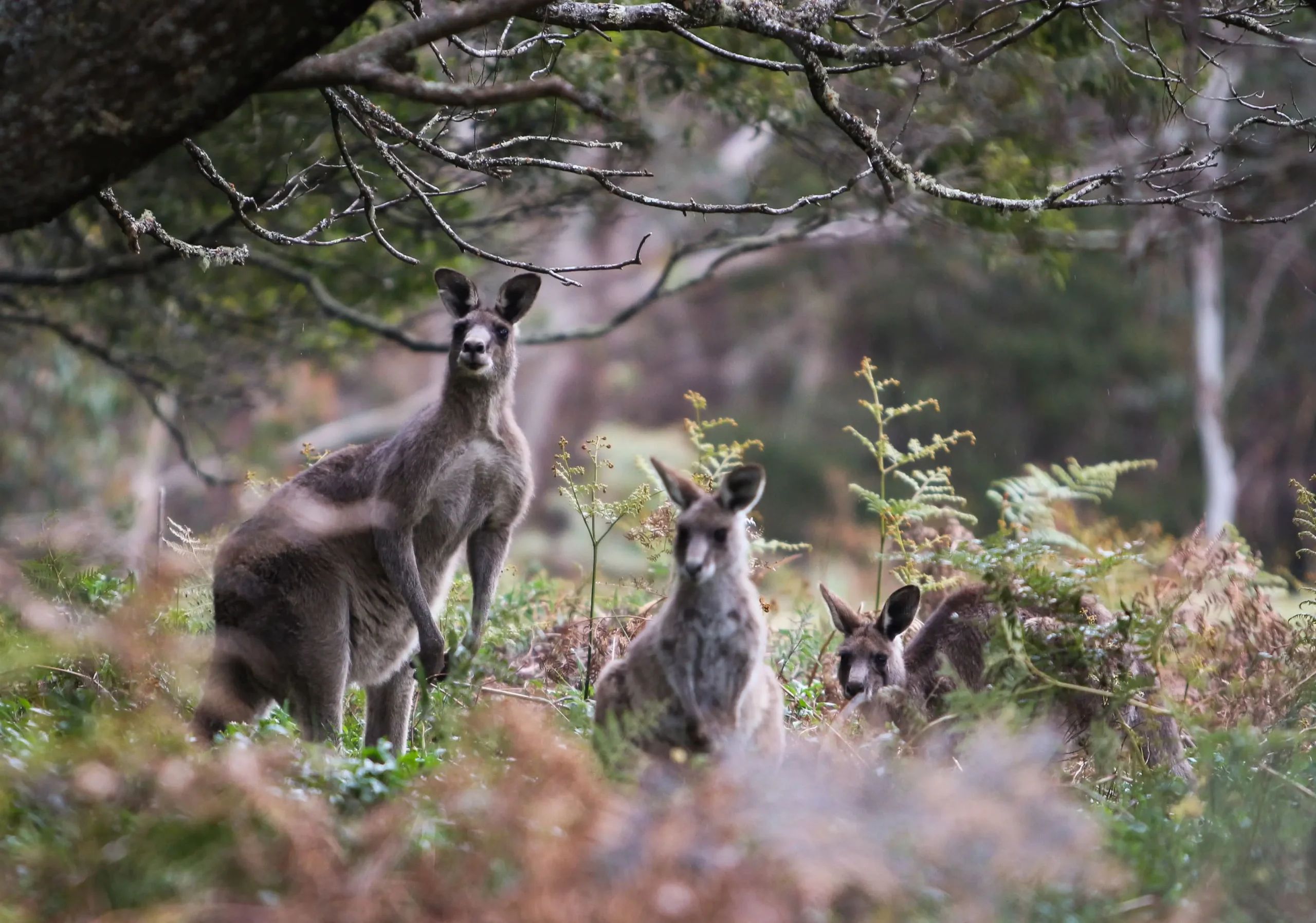 tours blue mountains