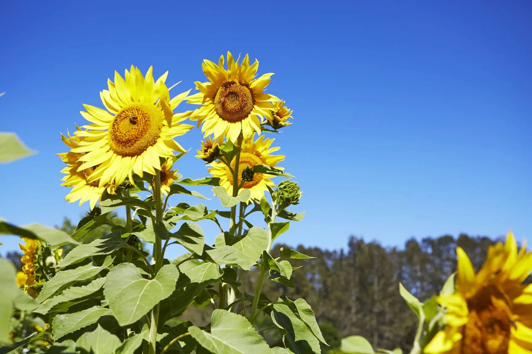 tours in hunter valley