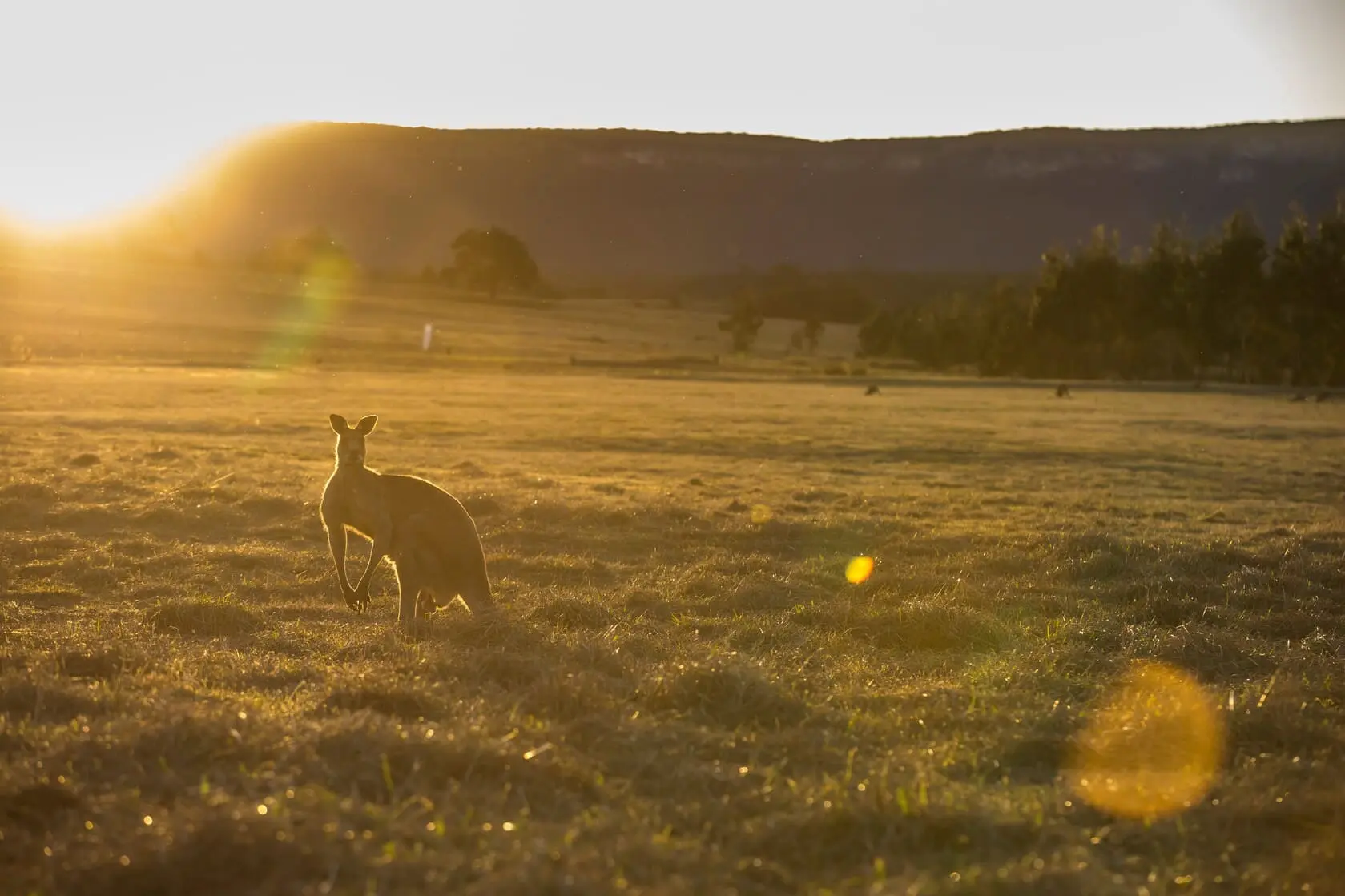 tours in the blue mountains