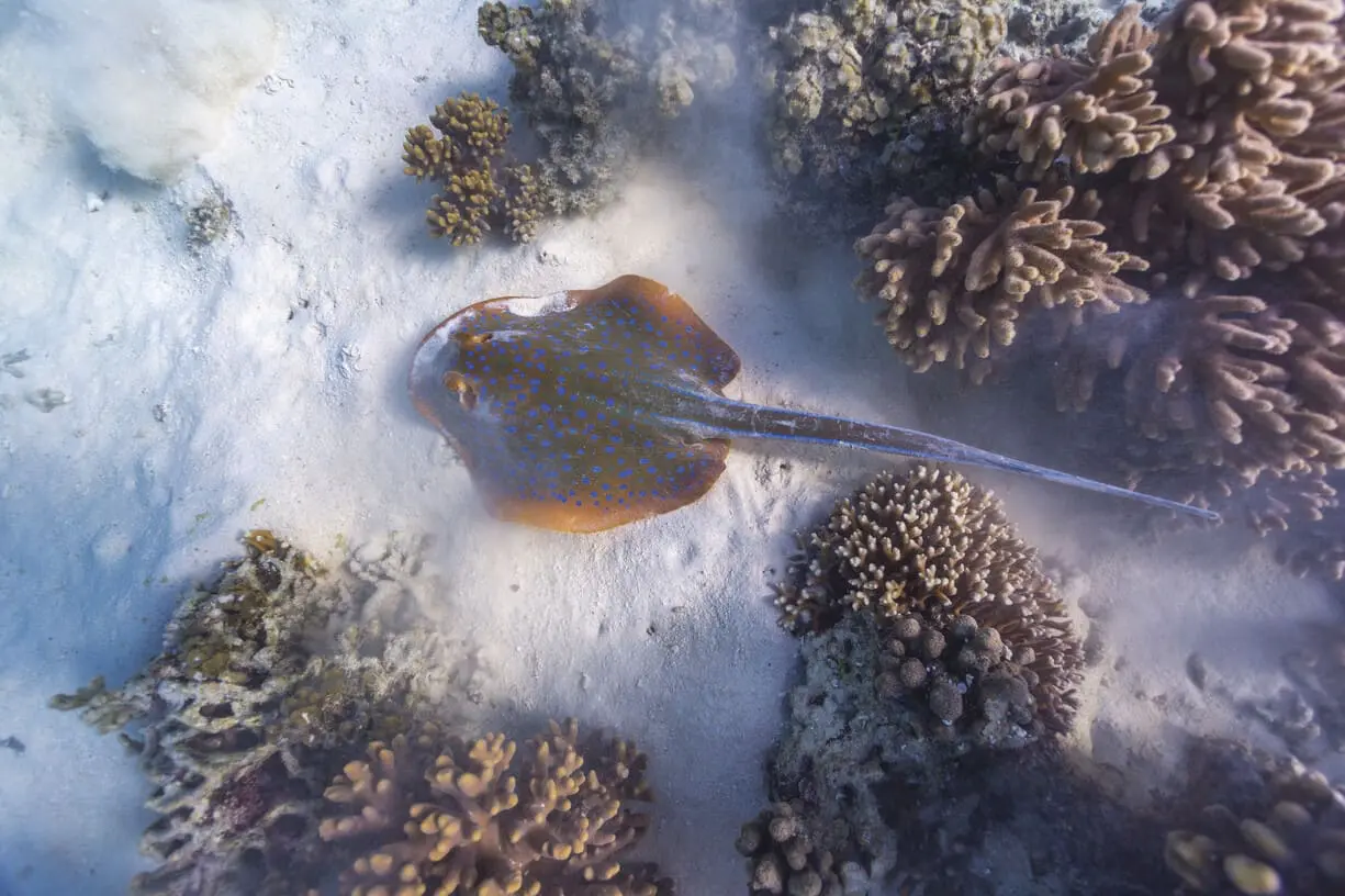 whale shark tour exmouth