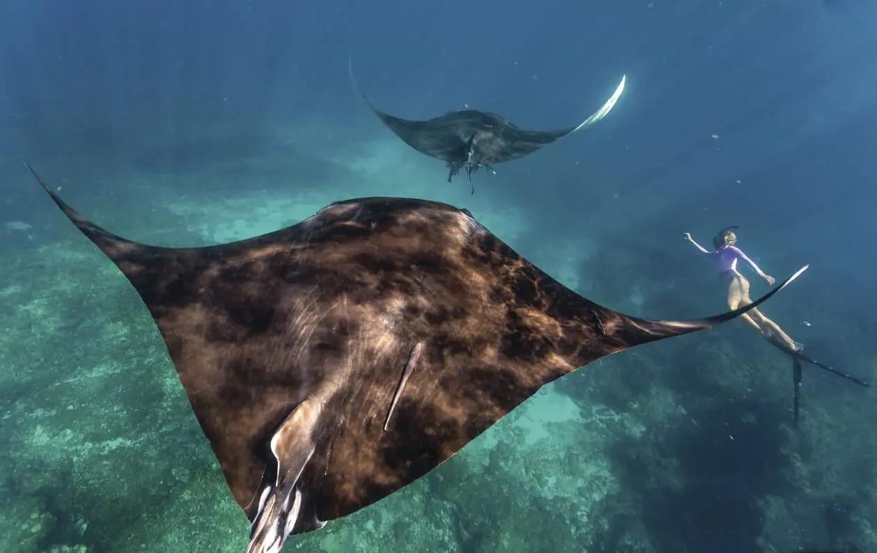 whale shark tours ningaloo reef