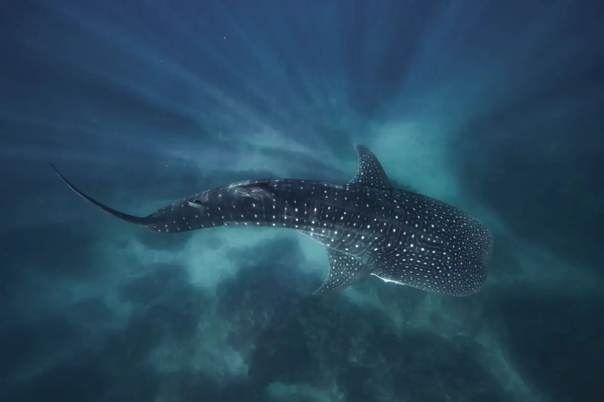 whale shark tours