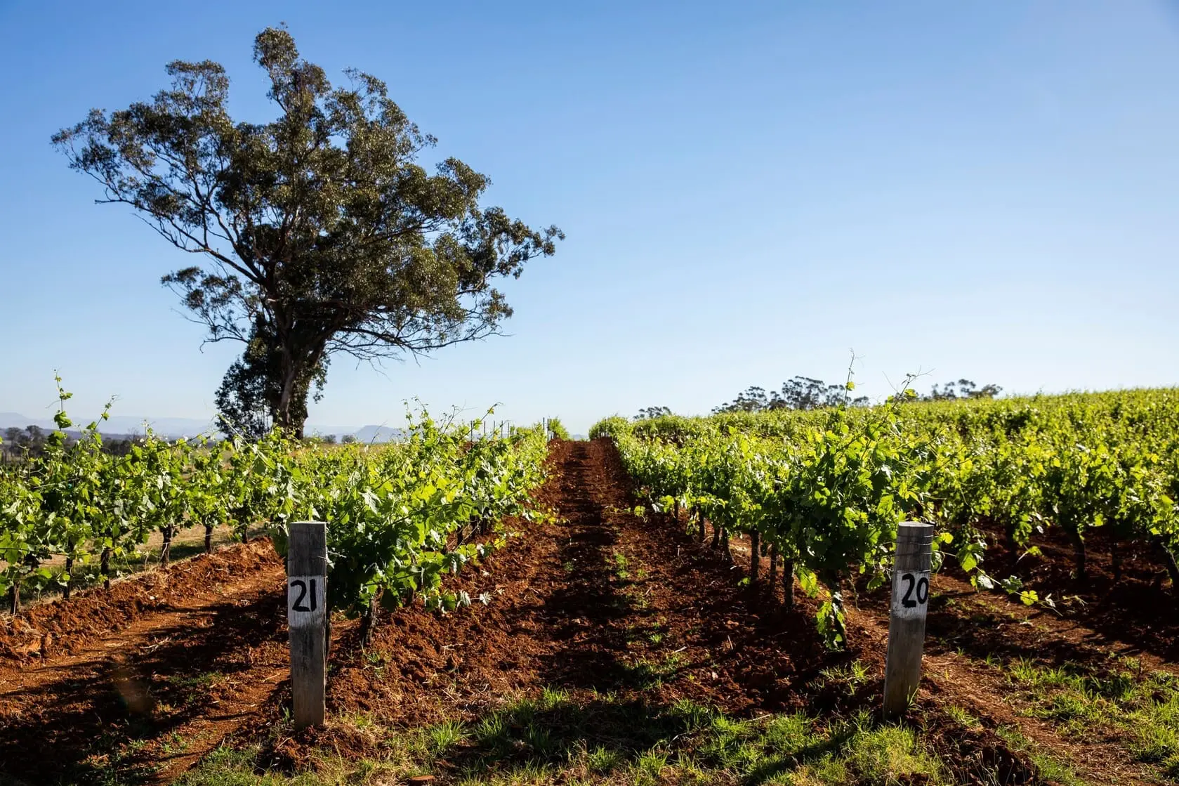 wine tasting tours hunter valley