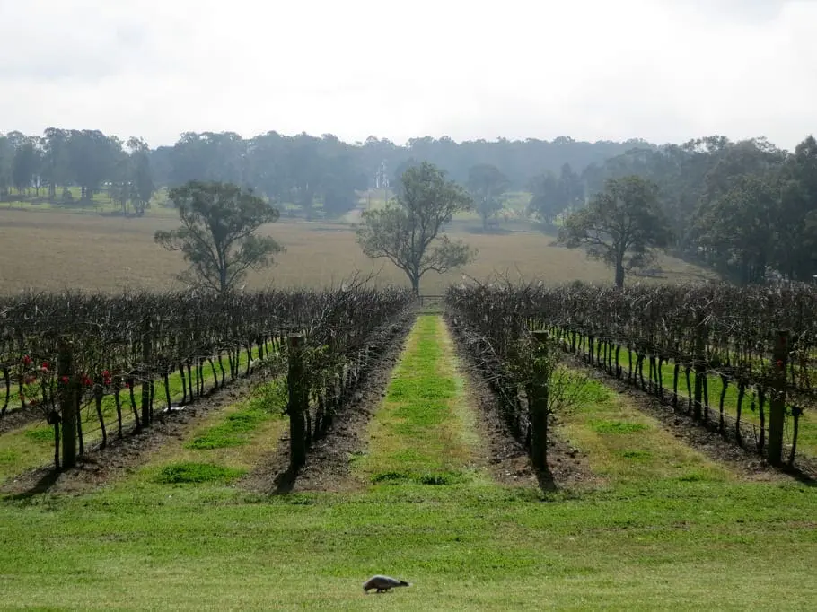 wine tours hunter valley deals