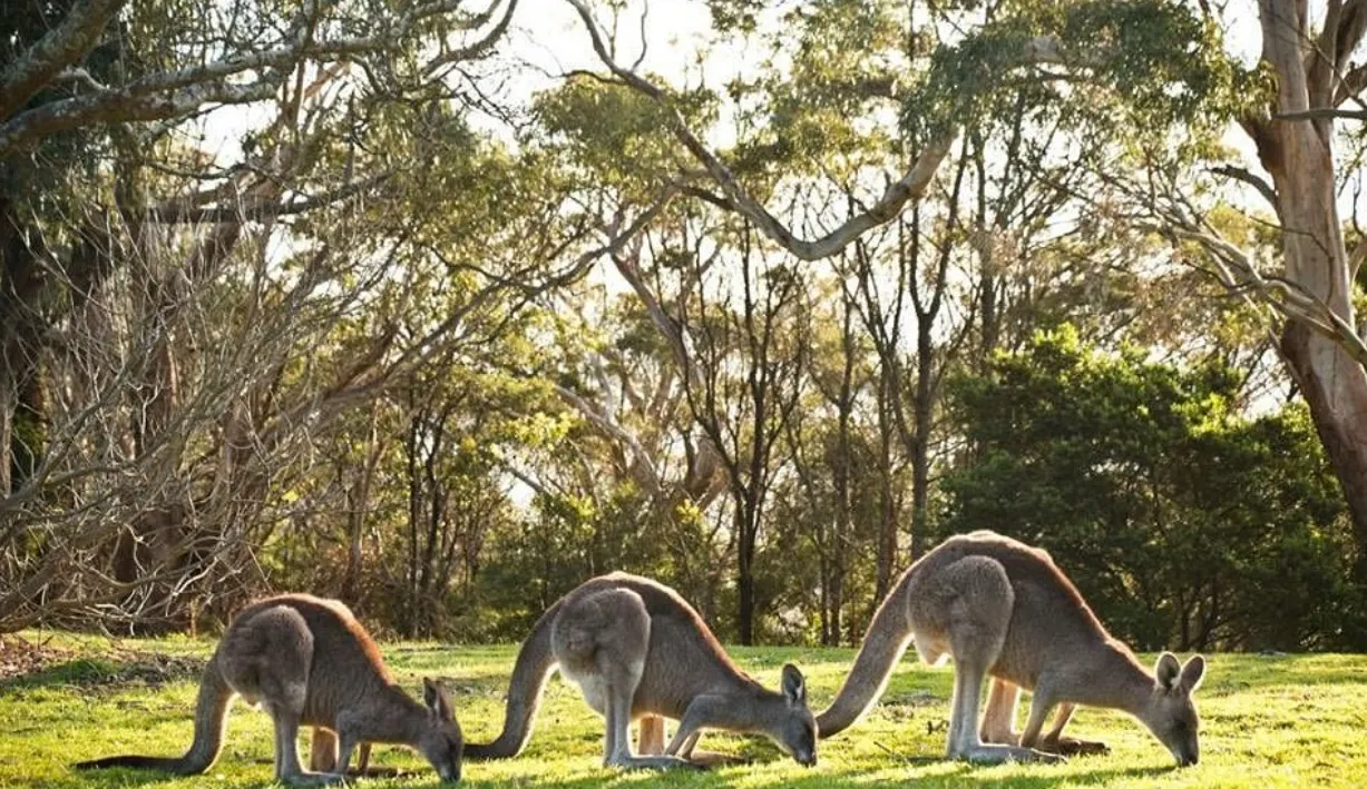 Gray Kangaroos
