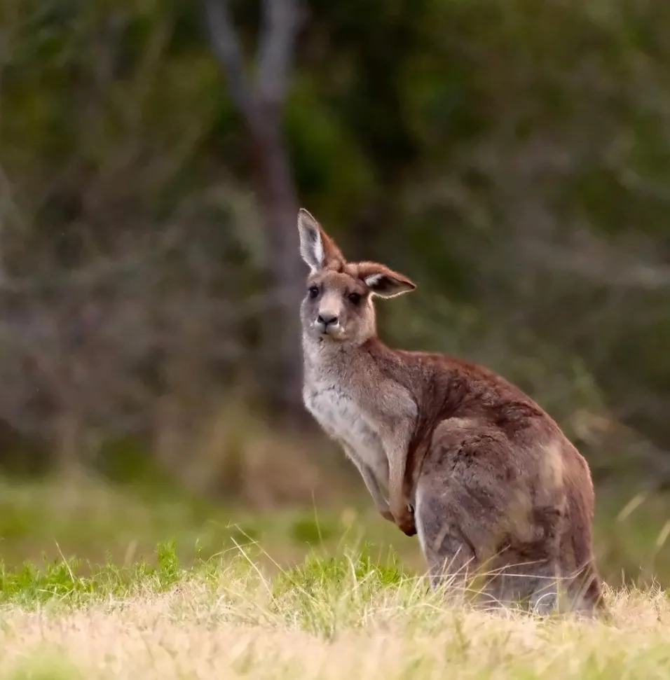 kangaroos