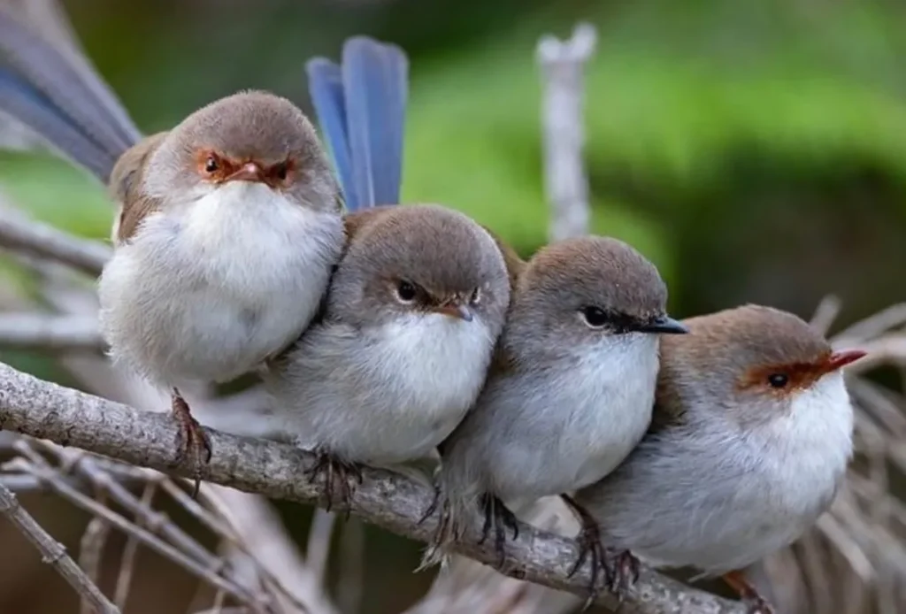 the Flora and Fauna of the Great Ocean Road