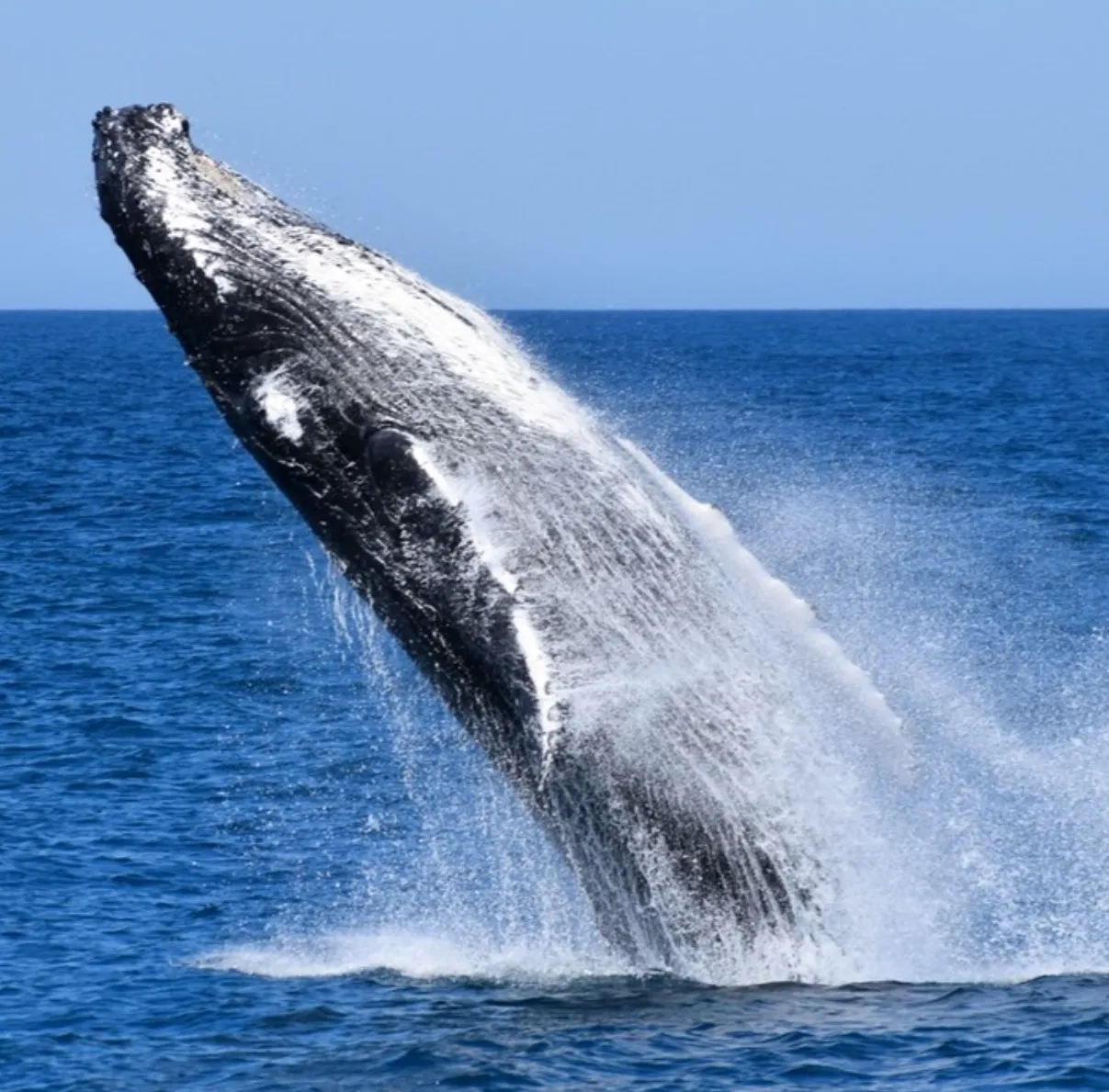 Wildlife Coast Cruises